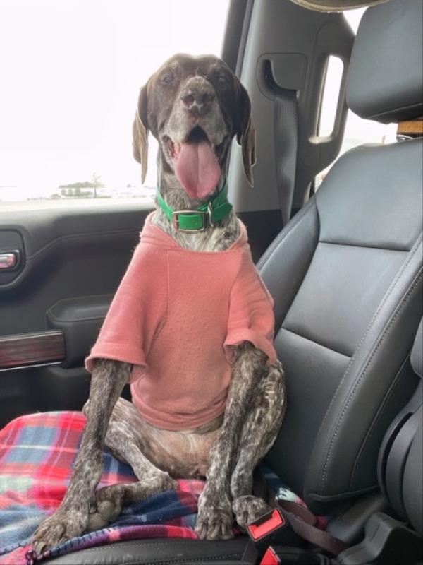 /Images/uploads/Southeast German Shorthaired Pointer Rescue/segspcalendarcontest/entries/31250thumb.jpg